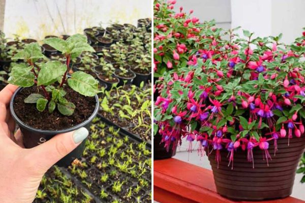 Почему я занимаюсь именно садом, а не огородом, и прошу друзей не путать