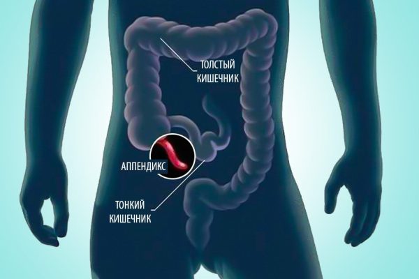 Ученые выяснили, зачем человеку аппендикс. Это исследование меняет многое!
