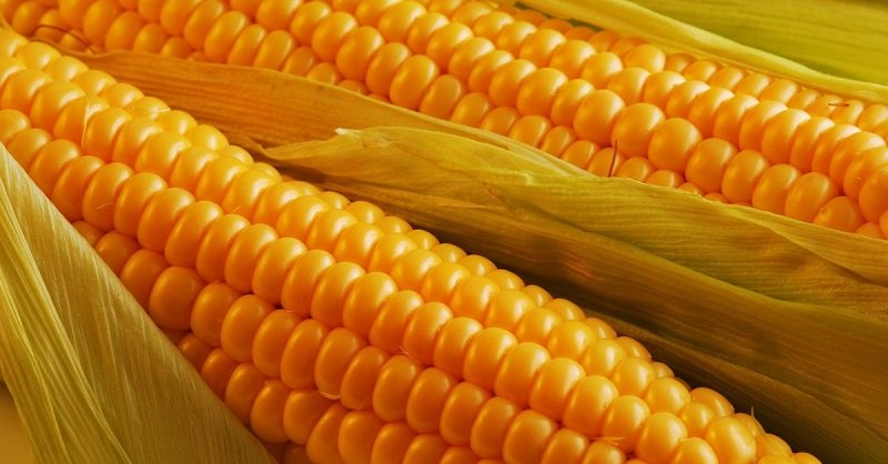 продукты гмо