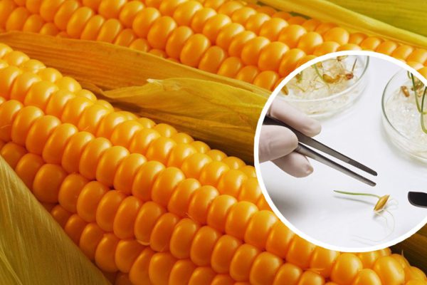 ГМО признали полезными для людей и сельского хозяйства! Так заявили итальянские ученые.