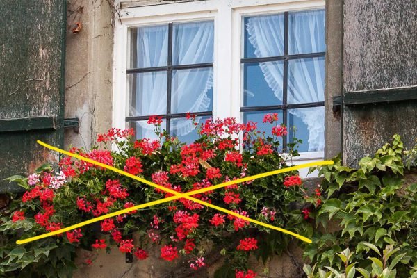 Специалисты умоляют не сажать герань, на то есть серьезные причины