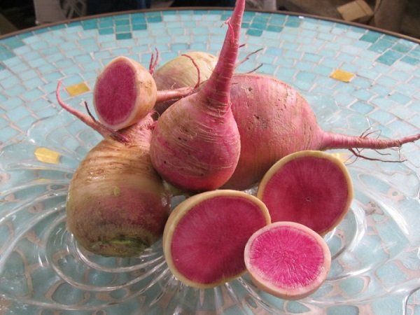 редис-арбуз