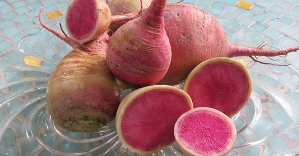 12 гигантских растений-гибридов, которые можно вырастить у себя на даче. Они удивительны!