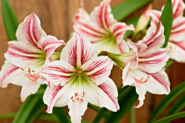 Особенности ухода за домашним гиппеаструмом