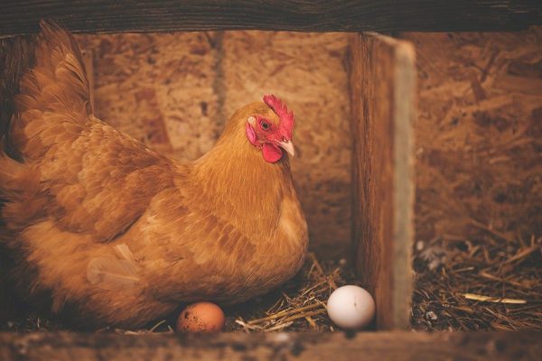 Фермер ловко подсунул орлиное яйцо в гнездо знакомой курицы-наседки и стал наблюдать, что будет дальше