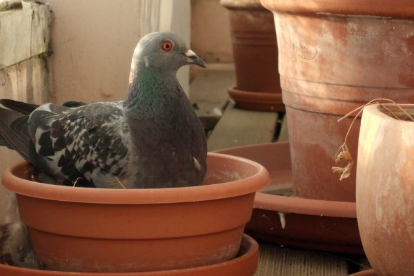 Наступает сезон, когда голуби вьют гнёзда, вот что нужно сделать, чтобы они не решили вывести потомство у тебя на балконе