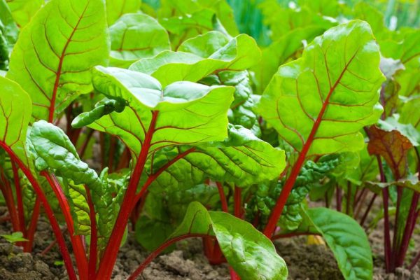 Рецепт летних голубцов из свекольных листьев в сметане