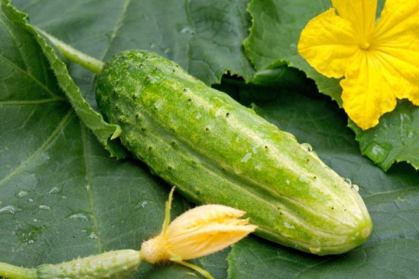 Больше не выбрасываю горькие огурцы, мама пришла и научила, как убирать горечь