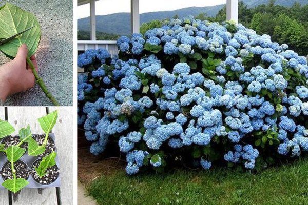 Почему стоит посадить гортензию в своем саду