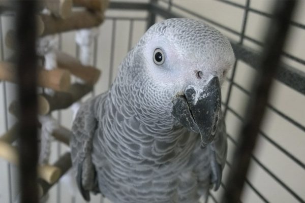 Муж просит подарить попугая жако, ведь я неразговорчивая, но я считаю, что это плохая идея