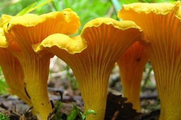 Как засолить лисички