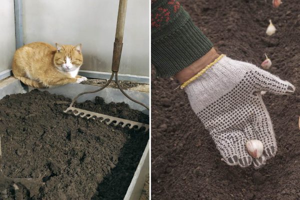 Правило садовника гласит, что под озимый чеснок грядки нужно готовить загодя