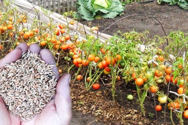 Когда уберешь помидоры с грядки, обязательно посей на ней этот сидерат, грунт очистится от любой напасти