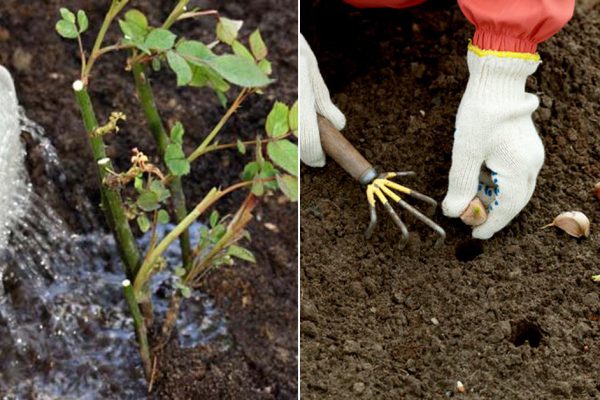 Зачем сажать укроп возле капусты и как правильно сформировать грядки