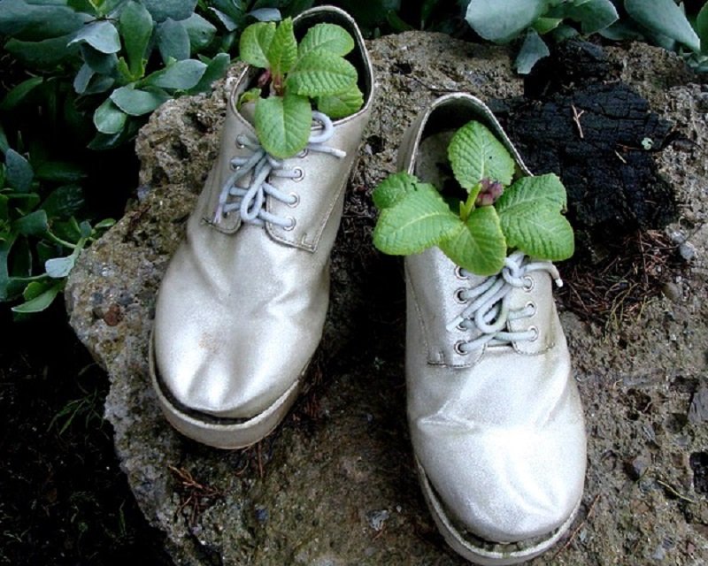 растение в ботинках