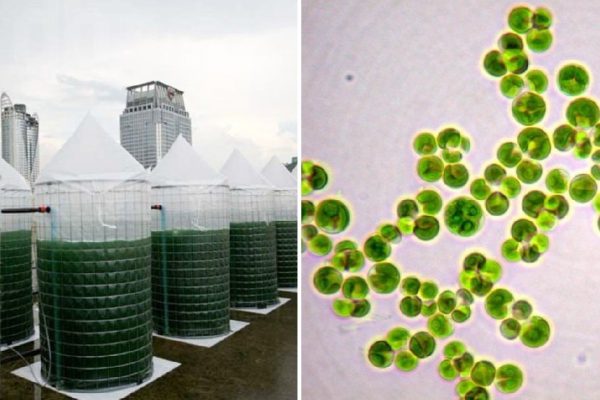 2 самых питательных продукта, о которых важно знать каждому! Любые фрукты, овощи, орехи, мясо в разы уступают.