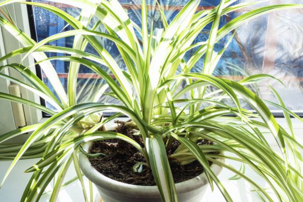 Что происходит в домах, где растет хлорофитум