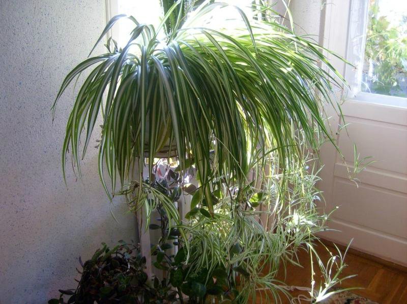 Túto rastlinu by ste určite mali mať doma. So svojimi úžasnými vlastnosťami dokáže zázraky!
