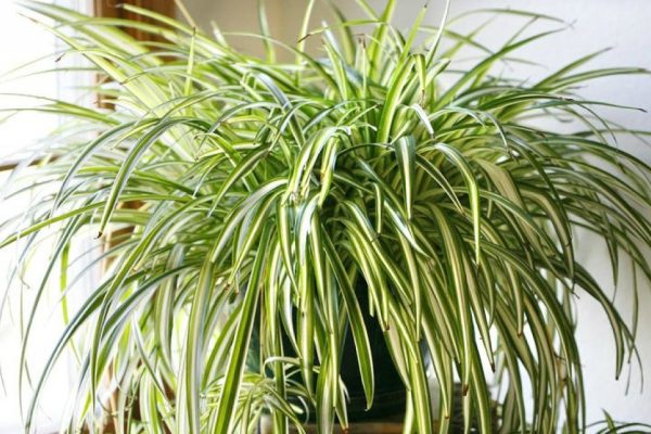 Хлорофитум: растение с поистине удивительными свойствами… Буквально творит чудеса!