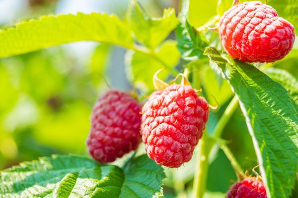 Какой сорт малины выбрать для дачи