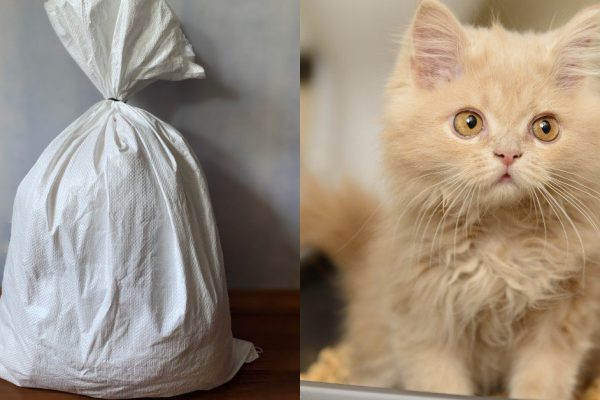 Существует ли грошовая замена наполнителя для кошачьего туалета