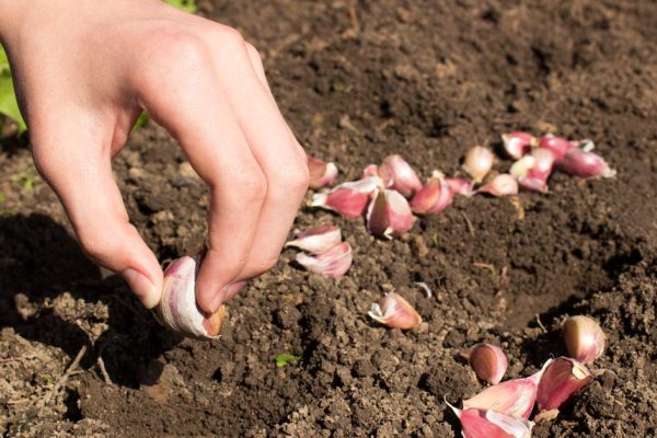 Когда сажать озимый чеснок в 2022 году, чтобы получить крупный урожай