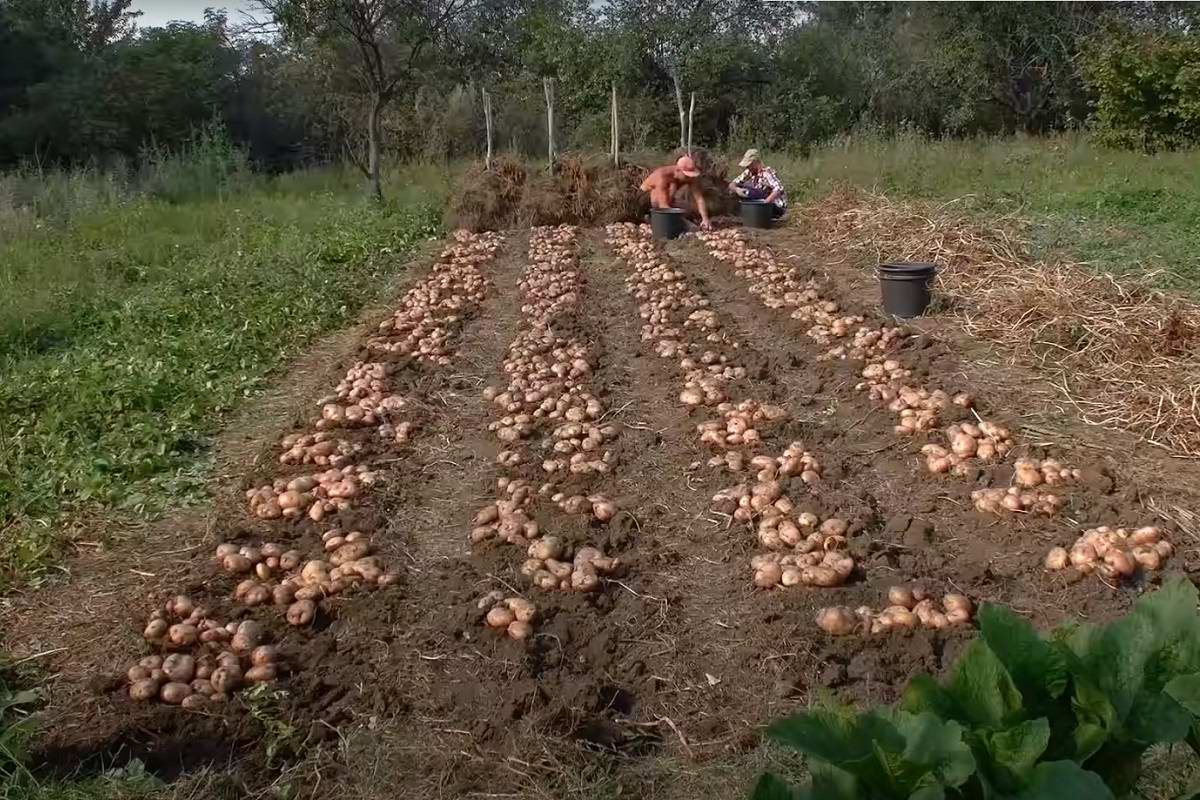 Выбор подходящего сорта картофеля для посадки
