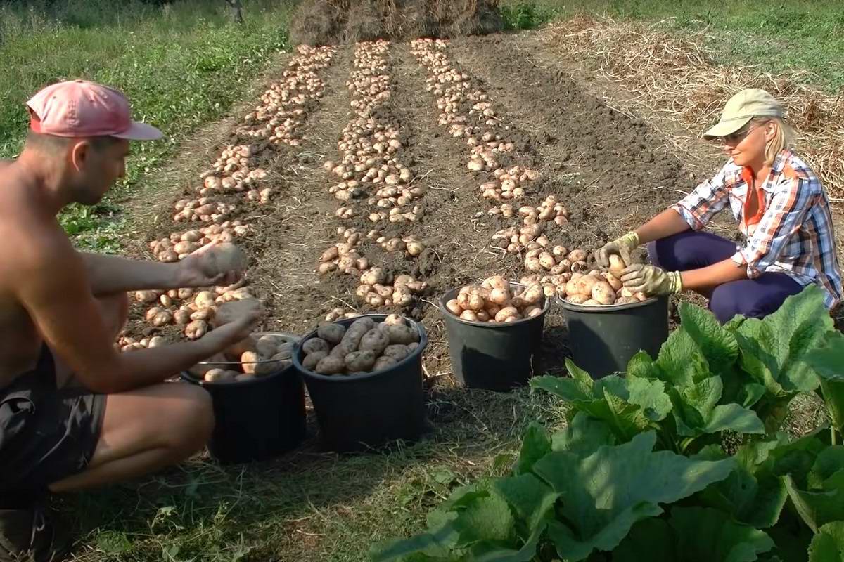 как получить хороший урожай картофеля