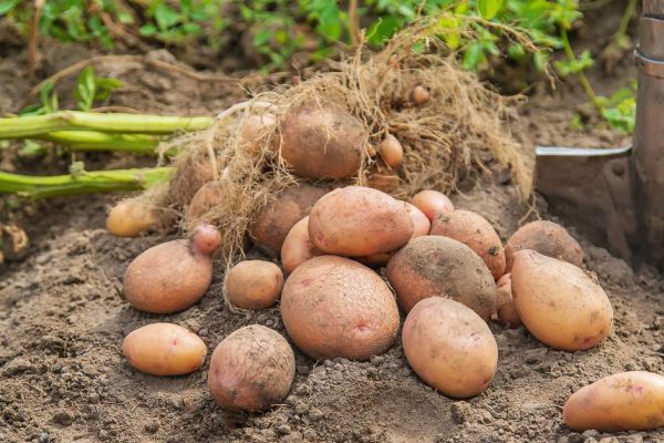 SSUCv3H4sIAAAAAAAEAJ1Sy26DMBC8V+o/IJ+DFAOm0F+Jelg/EqwYG9mmVRXx77UBB+fam3d21ju7O4/3t6JAFJxk6LN4xCjEUqnZeQteGh3g82nHrdBc2BwRXHpjJagcpODZoGEUAdSzUhFe1iRyHvzshMuaTUZzEmKcykHB+JsD3AoYnZfrh090NM5Pg/HG5SgLws149ROOaNaZgRe3IPWldxr8ssVFSmxfgQ8phE4Z5ma6YglaTv+u3B5fz6lvQrM49mPJVFuhBGz7umxUdP/xwo7rFDsJZi5NNtW3YaAioc5+mqxkUt+yMuOH9ZipjJlZexsloAr3STxSxkxAVdz9NXwrEj6Ac6GCJzzf9XqErJU2fp1hXwni4RgxxHWFz/UH7pqq6Qlpq71t8Ilhd8nzKTfrDDKkVpFJ9jwpA1zwA8pNRVrS9R2u6uctDn+lXHvkXq2WCP1BeHXdTmjJQXg14E7oyZbPTyujYkQ+zqQRwMq+a2jZAG9LKjpeUkp63FUdhbYLnln+AJhDoECpAwAA