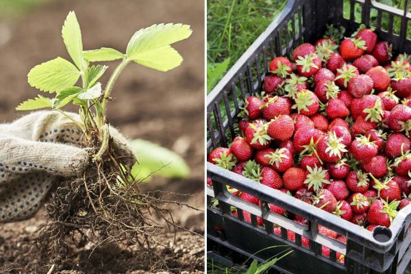 Соседский способ удвоить урожай клубники, уже в марте пора приниматься за дело