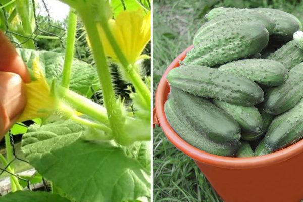 После какого фокуса на грядке огурцы начинают плодоносить, будто сумасшедшие
