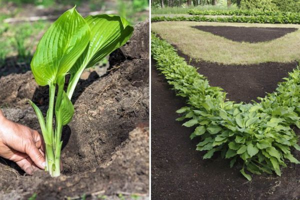 У каких огородников хоста не растет и выглядит хилой