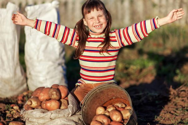 Как хранить картофель