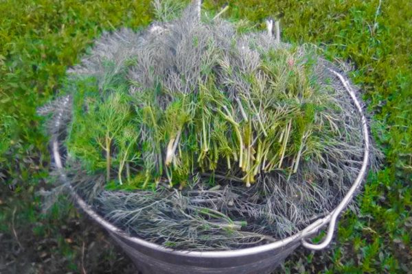 Нарвала огромное ведро укропа и придумала, как заготовить его на зиму наилучшим способом