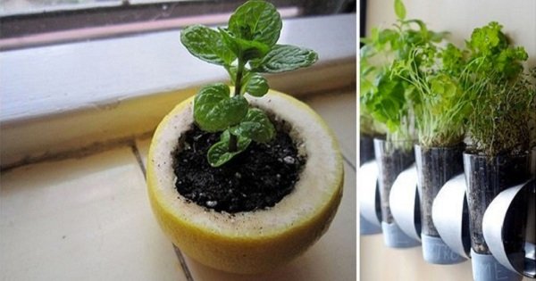 Никогда бы не подумал, что цветы «любят» водку! 10 гениальных идей для огорода и не только.