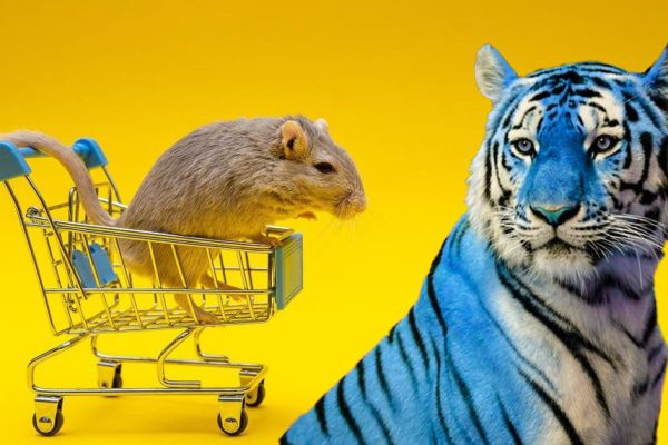 Чтобы задобрить царапучего Тигра, дарю свекрови фикус, а мужу качественные бокалы на Новый год