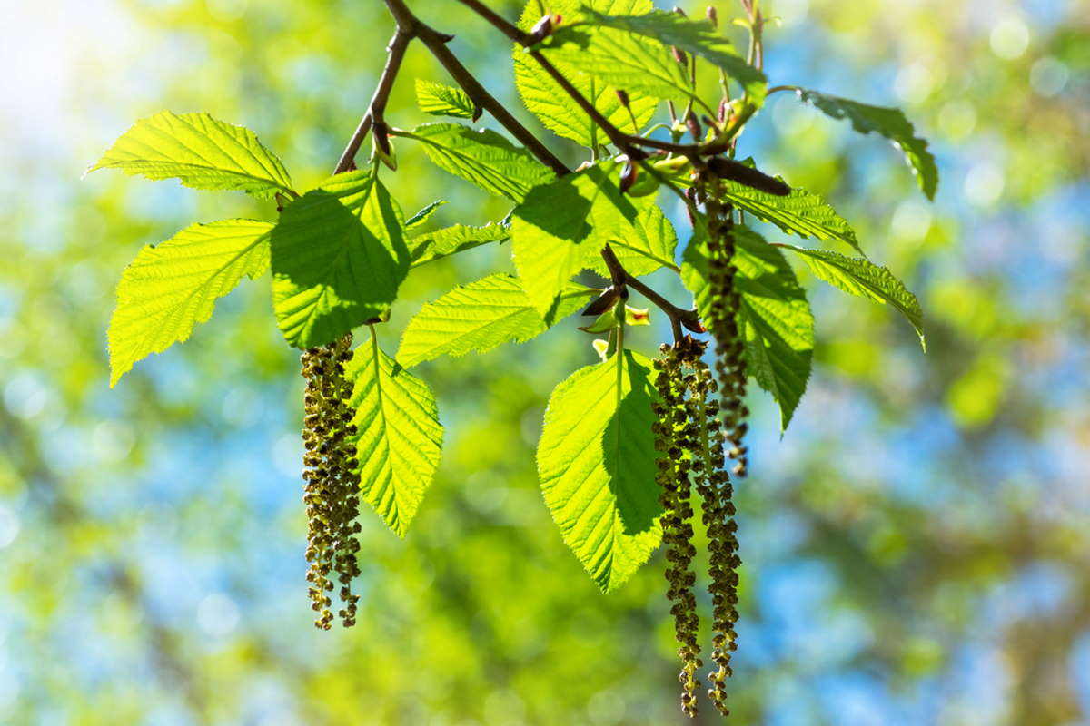 день федора когда