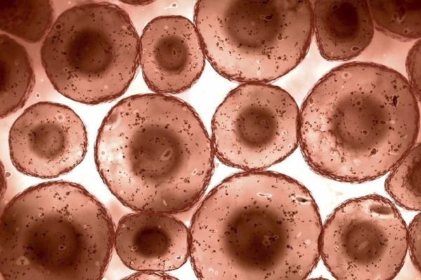 Ученые утверждают: «Перезапустить иммунную систему можно! Нужно всего лишь три дня…»