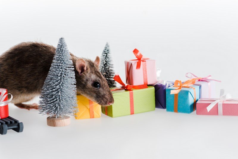Какие новогодние подарки одобрит Белая Металлическая Крыса подарки, стоит, дарить, Крыса, нужно, поэтому, учесть, которые, одобрит, всего, животное, любые, Новый, может, подарков, этого, близких, серьезно, DepositphotosКрыса, года©