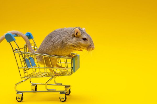 Gray rat inside the shopping cart on a yellow background