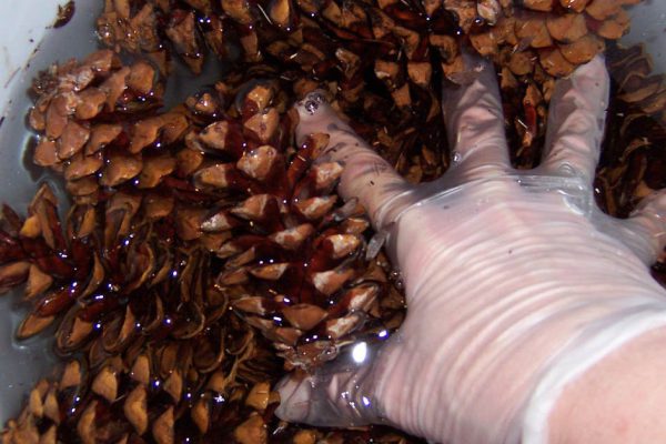 Бойкая старушка собирает шишки в пакет, чтобы радовать творческими порывами родственников и подруг