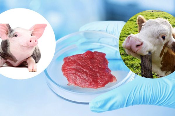 Как производят искусственное мясо