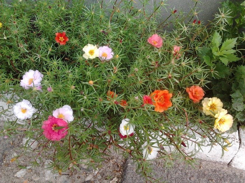 Какие цветы посадить на кладбище многолетние неприхотливые чтобы цвели на могиле фото