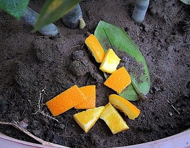 мандарины для домашних растений
