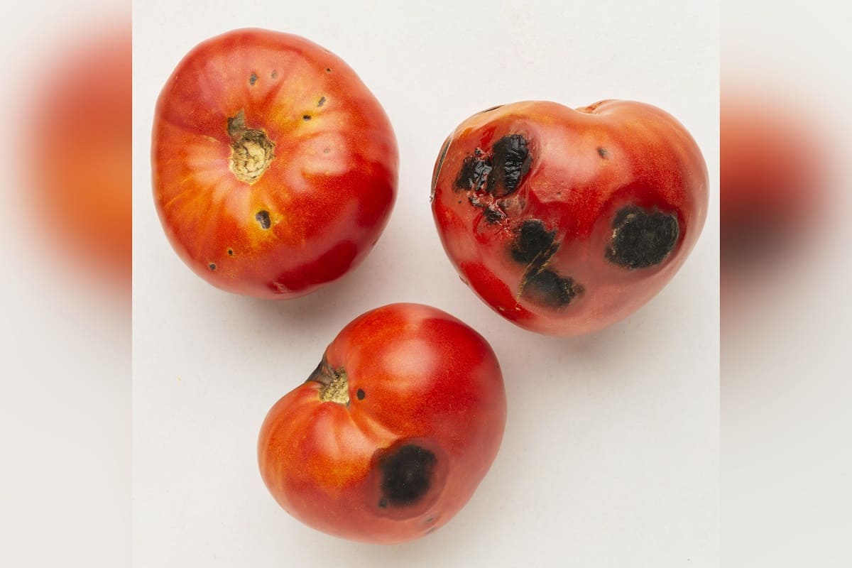 испорченные помидоры