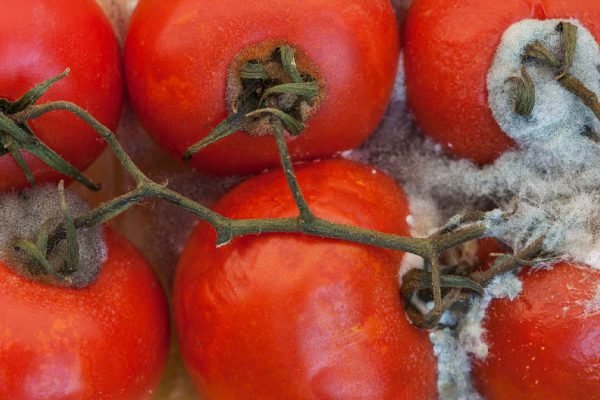 Можно ли как-то спасти помидоры, которые попали в объятия плесени, не спеши смотреть в сторону мусорки