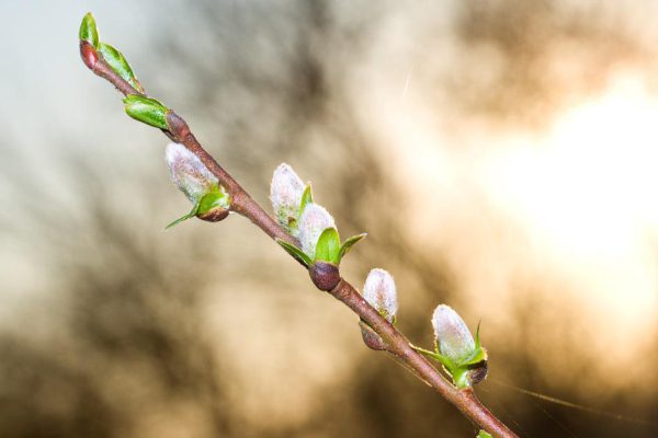 Полезные свойства ивовых почек