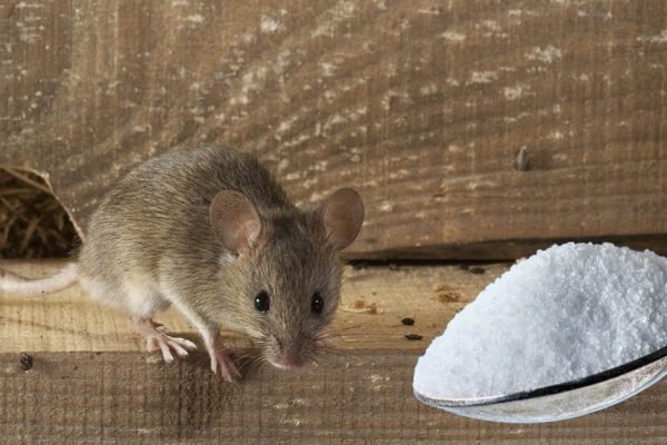 Мыши организованно покинут дом, если рассыпать везде немного этого средства, еще мой прадед пользовался этим способом