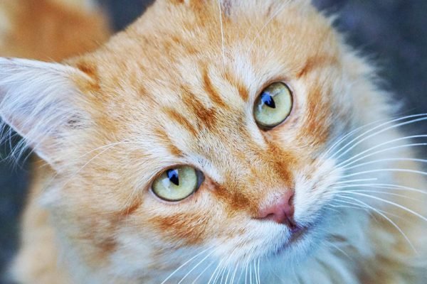 Зачем Вселенная посылает нам животных и что значит, если они сами приходят в дом