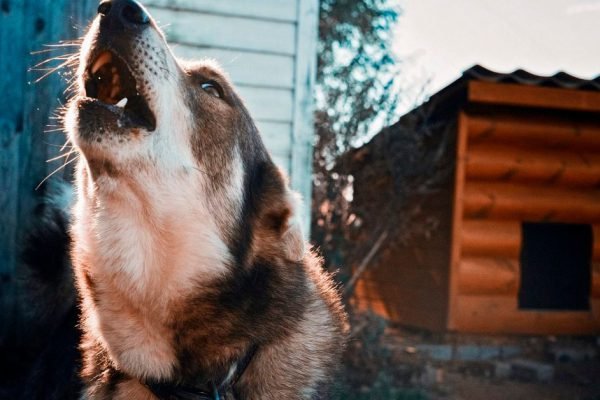 На что стоит обратить внимание, если собака чрезвычайно много воет, это не случайность